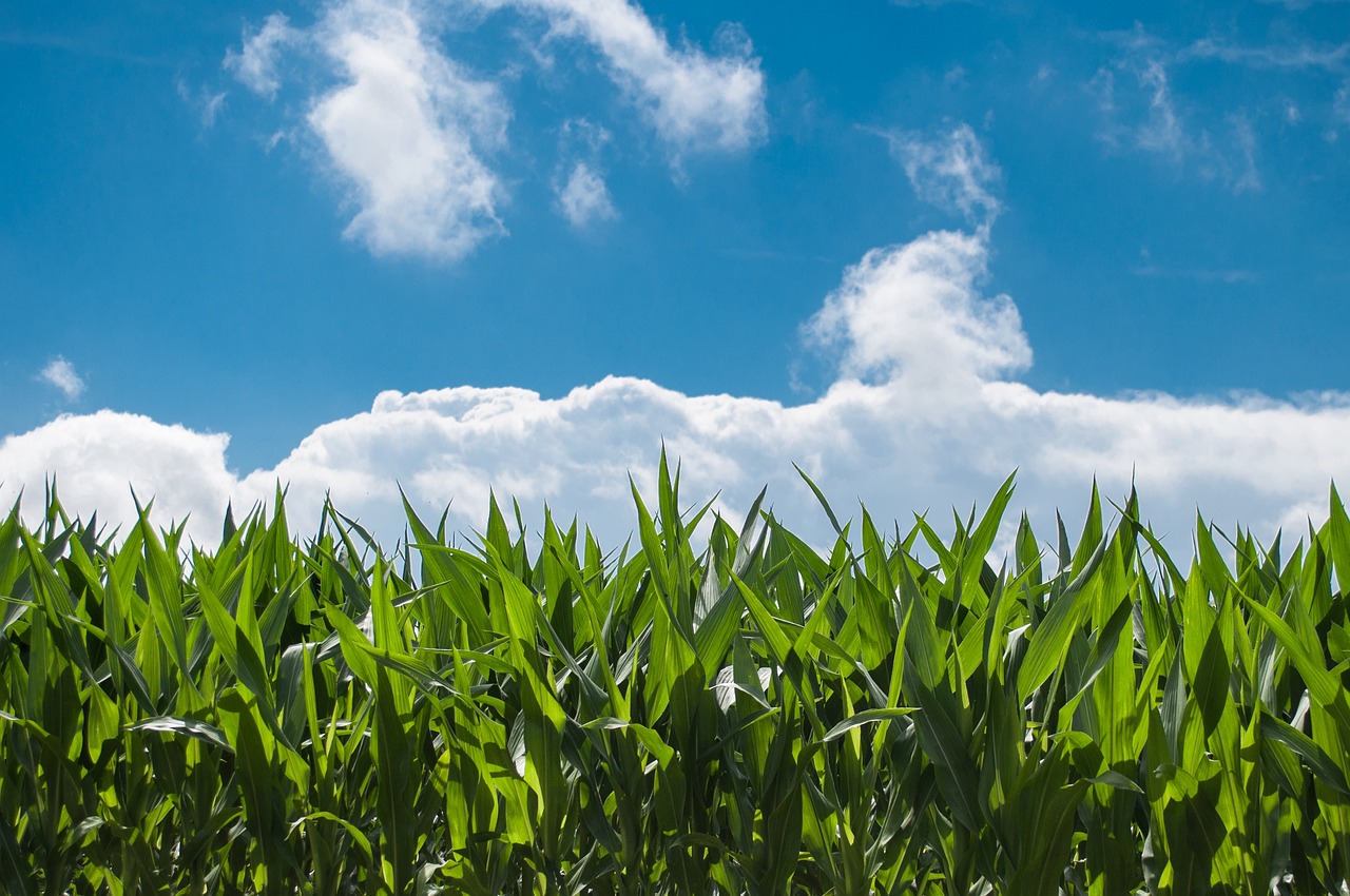 Farmers remain cautiously optimistic about agricultural economy